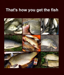 Fishing bait in pellet form, animal protein, fresh and moist