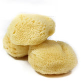 Peinture à l'aquarelle en éponge grecque naturelle, avec éponge absorbante, stylo d'essuyage, outil de nettoyage de Production de Texture spéciale