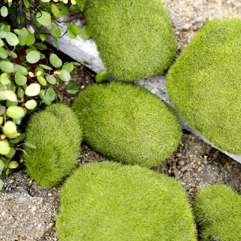 Mini pierres de mousse pour ferme de fourmis, 1 pièce, décoration écologique, nid de fourmi, accessoires, outil, Anthill pour maison de fourmi, décoration de Micro-paysage