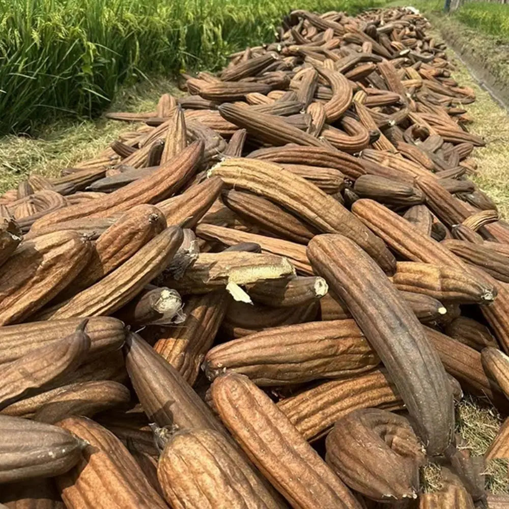 Éponge Luffa naturelle antiarina, bonne absorption, torchons de bain, éponge de douche Linge, plantation de pingouin long, luffa logique, cuisine