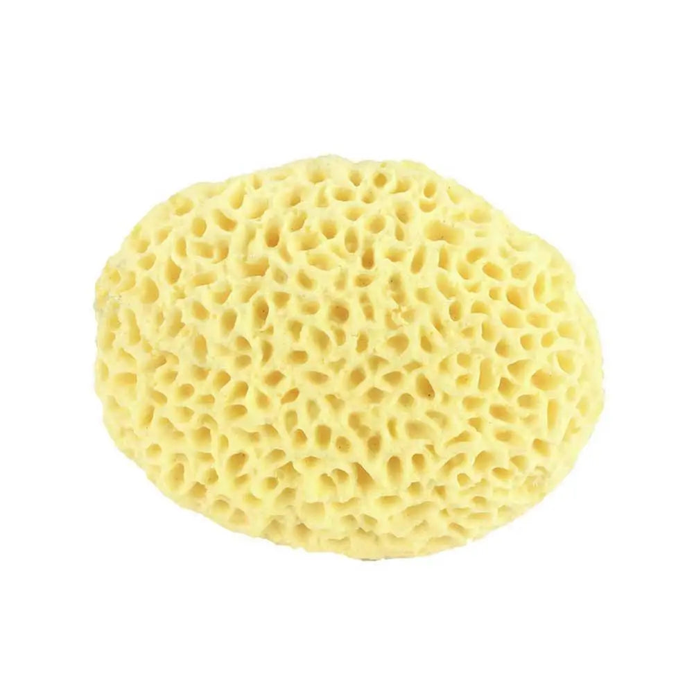Natural Sea Wool Sponge, Replacement Frequency, Skin Remover, Books, Foam, Washing, Ohio, Pouf, Shower, Extension, Body