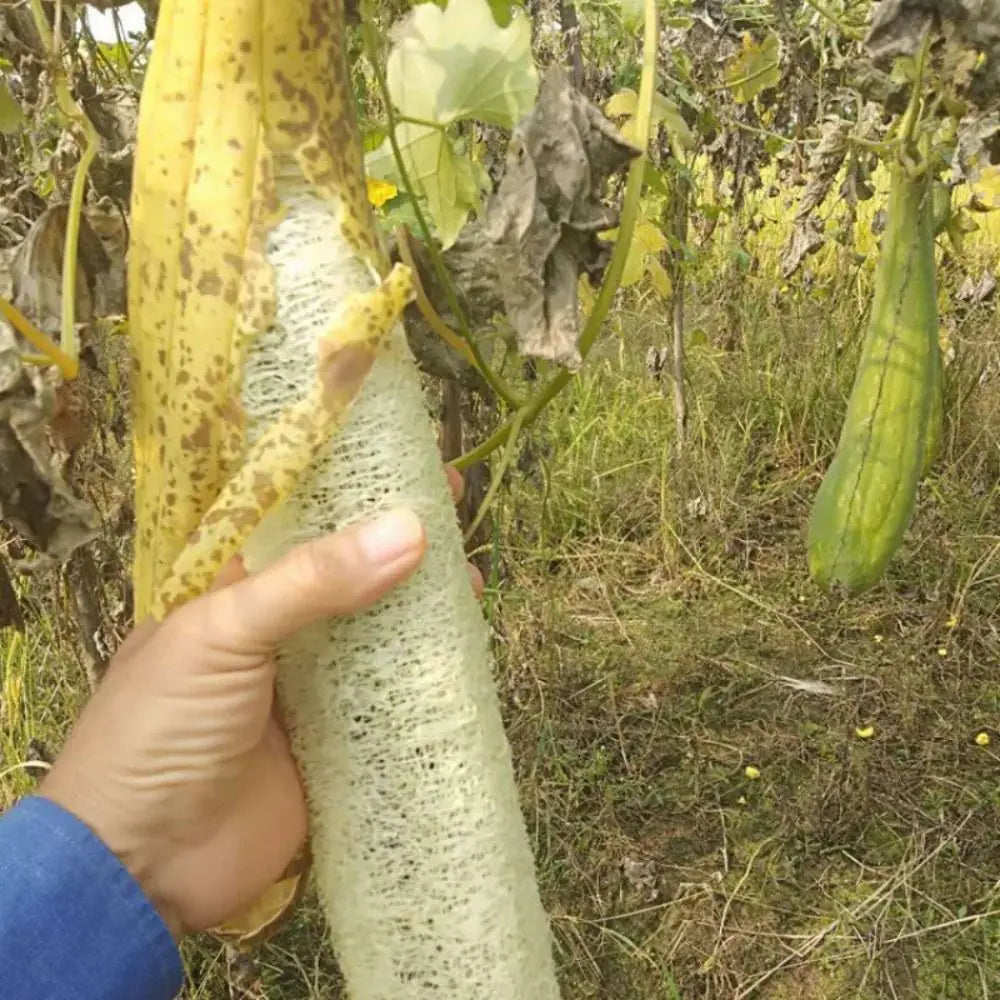 Éponge Luffa naturelle antiarina, bonne absorption, torchons de bain, éponge de douche Linge, plantation de pingouin long, luffa logique, cuisine