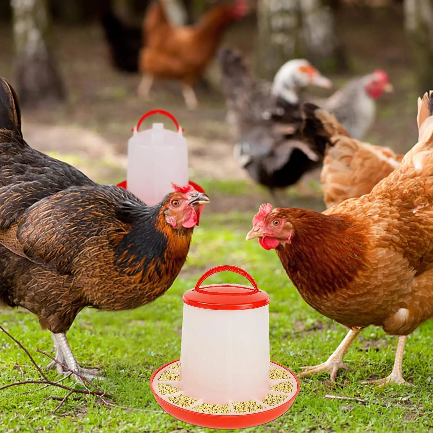 Mangeoire et abreuvoir pour poulet et volaille, distributeur automatique de nourriture et d'eau, seau d'alimentation, conteneur, approvisionnement agricole