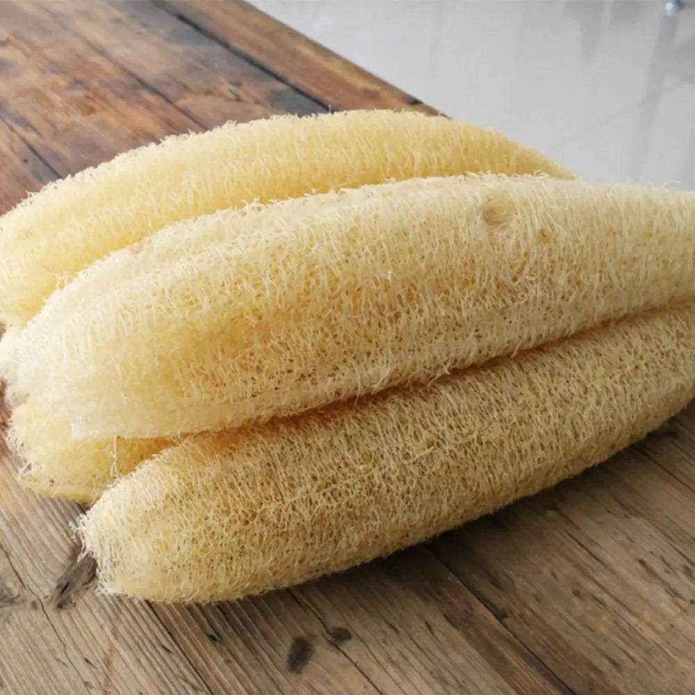 Éponge Luffa naturelle antiarina, bonne absorption, torchons de bain, éponge de douche Linge, plantation de pingouin long, luffa logique, cuisine