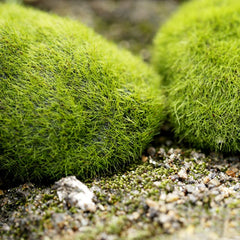 Mini pierres de mousse pour ferme de fourmis, 1 pièce, décoration écologique, nid de fourmi, accessoires, outil, Anthill pour maison de fourmi, décoration de Micro-paysage