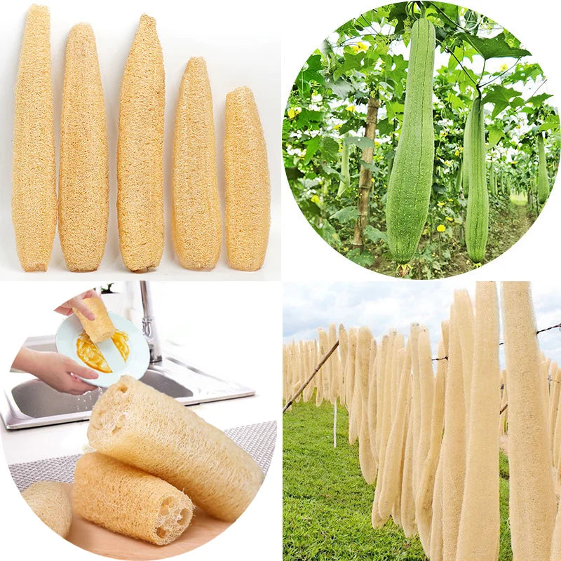 Éponge Loofah Luffa naturelle, biodégradable, forte, nettoyage, longue, antiadhésive, artefact de vaisselle, Pot, brosse, serviettes de vaisselle