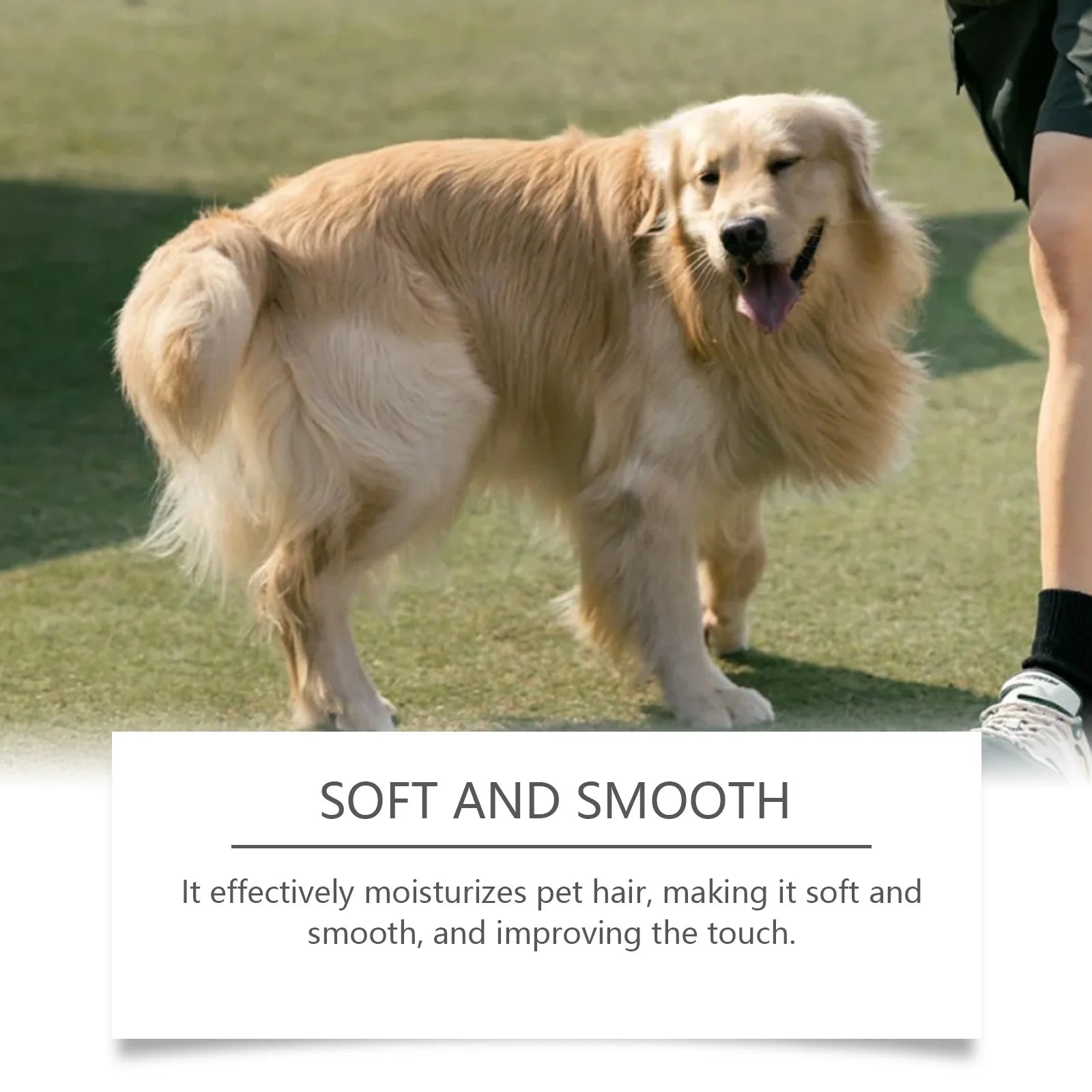 Spray désodorisant pour chien, élimination des odeurs, désodorisant naturel, parfum de Cologne longue durée pour chiens et chats, contrôle des odeurs, produit de nettoyage