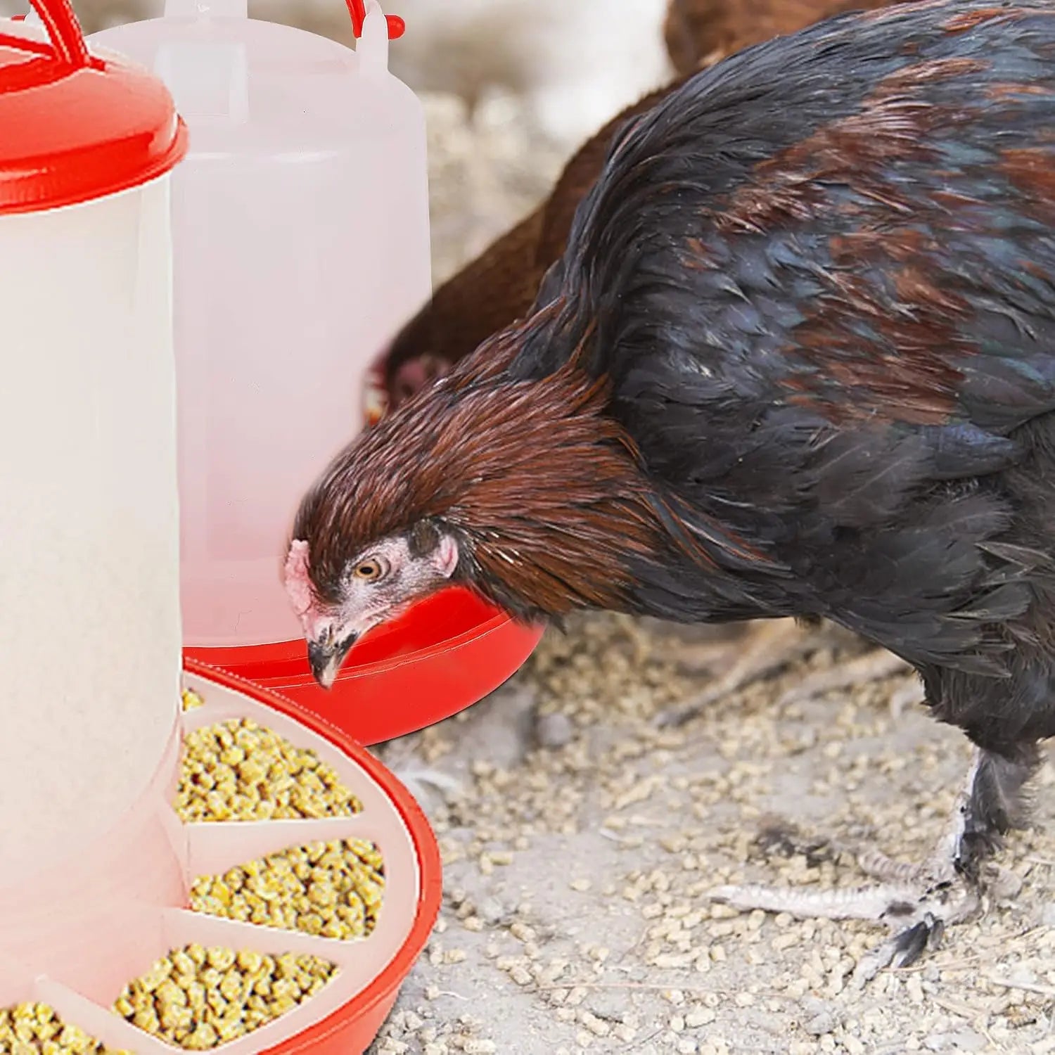 Mangeoire et abreuvoir pour poulet et volaille, distributeur automatique de nourriture et d'eau, seau d'alimentation, conteneur, approvisionnement agricole