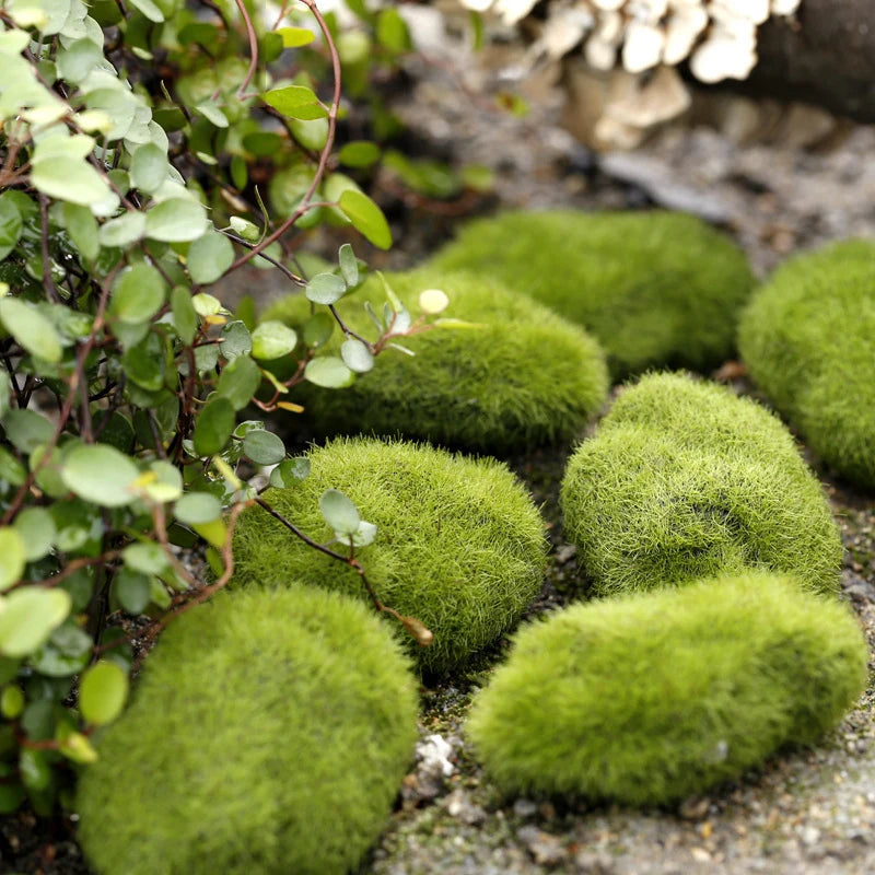 Mini pierres de mousse pour ferme de fourmis, 1 pièce, décoration écologique, nid de fourmi, accessoires, outil, Anthill pour maison de fourmi, décoration de Micro-paysage