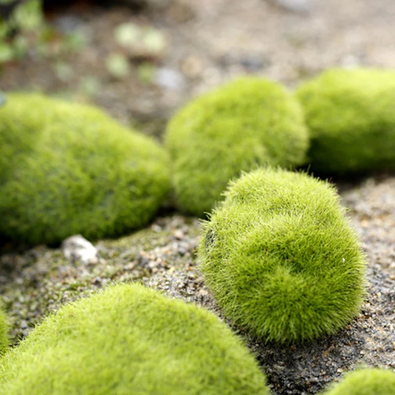 Mini pierres de mousse pour ferme de fourmis, 1 pièce, décoration écologique, nid de fourmi, accessoires, outil, Anthill pour maison de fourmi, décoration de Micro-paysage
