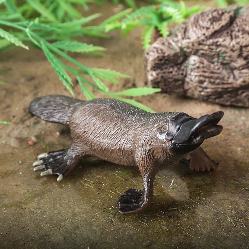 Classic Australian Wild Animals Kangaroos Koala Platypus Tasmanian Devil Echidna Cassowary Model Figurine Toy Child Gift