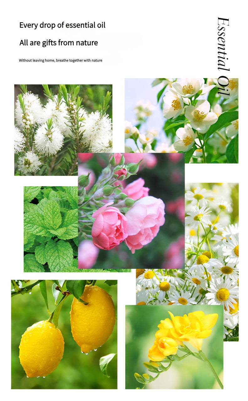 12 Bottles Aromatherapy Essential Oil Set - Relaxing Fragrance Collection for Diffuser & Humidifier, 100% Pure Liquid Essential Oils, Home Gift Set (Various Scented Oils)